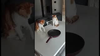 Spin the drum, roulette, cats, jokes with cats, Russian roulette #funnyshorts #funnyvideo #animals