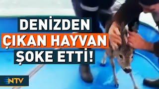 Bu Hayvanın Denizde Ne İşi Var? Bu Kez Balıkçıların Ağına Takılan Şey Şaşkınlığa Sebep Oldu! | NTV