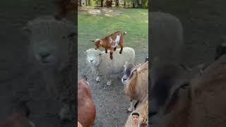 Most Funny and Cute Baby Goat Videos Compilation