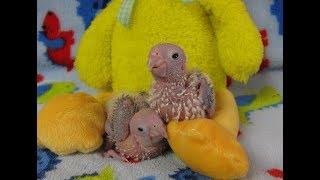 Pineapple Baby Green Cheek Conures 2 weeks old