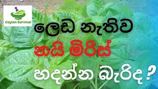 Agriculture/නයි මිරිස් වගාවට උපදෙස් /Nai miris wagaawa/Schoch Benet/Ceylon Survival.