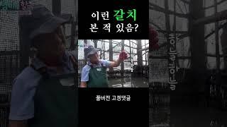 이런 갈치 본 적 있음? #shorts I 섬마을할매 시즌 2