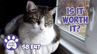 Is It Worth It? Nancy Drama. I Got It Done! - Lucky Ferals S8 E47 - 4 Days In The Lives Of 11 Cats