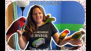 #232 VISITING MY FRIEND'S HOUSE! Q&A ABOUT LIFE WITH 5 PARROTS