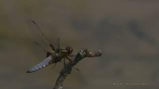 Erste Libellen 2020 / First dragonflies in 2020