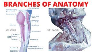 Branches of Anatomy