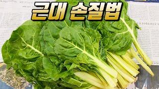 [근대손질]- 손질하고 데치기까지 정말 쉬워요! /Swiss chard method of trimming