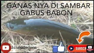 GANAS BANGET SAMBARAN IKAN GABUS BABON SAMPE LUPA CAMERA SAKING REFLEK