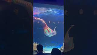 경기 수원시 영통구 광교중앙로 124 갤러리아 광교 파사쥬 지하 1층 아쿠아플라넷 광교 #인어공주