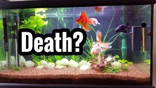 Possible Reasons Why My Goldfish Died