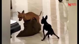 Two Dogs Fun with Pillow | Animal's Planet