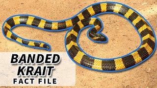 Banded Krait facts: the BLACK AND YELLOW Krait  | Animal Fact Files
