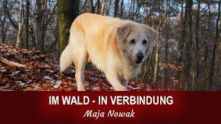 Im Wald - In Verbindung - ein Film von Maja Nowak (Details in der Infobox unter dem Video)