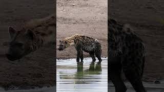 Hyena Behavior: Insights into Social Structures and Hierarchy #hyena  #wildlife #nature