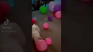 Rabbit playing with Balloons #rabbitamara #rabbitplay #rabbit_white #mypet #svetlanazara