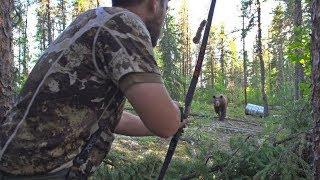 [SHORT] WAY TOO CLOSE: Huge bear bumps into traditional archer's arrow