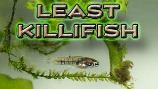 LEAST KILLIEFISH (Heterandria formosa) #world's smallest livebearer fish