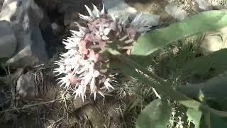 Showy Milkweed