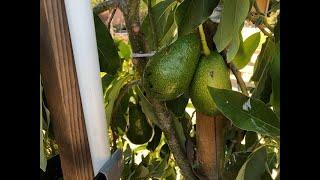 Supplemental watering of an Avocado Tree in a container. Project Updates. My Favorite video intro?