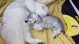 Cute Kittens