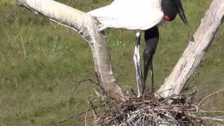 Jabiru Storks build new nest at SouthWild Pantanal Lodge