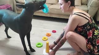 Xolo dog builds a kids pyramid toy