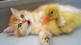 Daily life of baby kitten Sunny and ducks