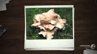 Albatrellus confluens - fungi kingdom