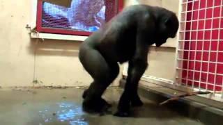 обезьяна танцует брейк-данс