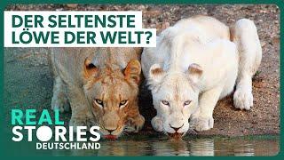 Außergewöhnlich selten: Der weiße Löwe | Tier Doku | Real Stories Deutschland