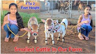 Nadipathy Cattle | 1 To 2 Feet Height | #youtube #miniature #pmmodi #sanatandharma #animals #yt