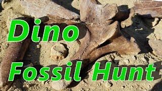 Hunting Dinosaur Fossils in South Dakota Hell Creek Formation