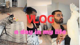 Day in my life | family vlogs | pets vlogs | life in America #Aneeq’s world
