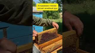 Купаются ли пчелы? Разбираемся #пчеловодство #bee #honey #мёд #жизньвдеревне #пчёлы #одинденьизжизни