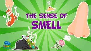 The sense of smell - The senses for kids I Educational Videos for Kids