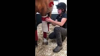 Stallion AI Services Knee Bandages