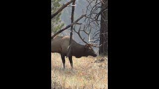 Heart Shot on Big Bull Elk