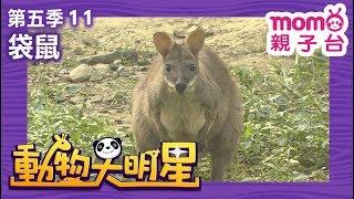 動物大明星 S5【袋鼠】第5季 第11集｜認識動物｜自然生態｜魚類｜爬蟲類｜昆蟲｜海洋生物｜哺乳類｜Animal big star｜兒童電視節目【親子台｜官方HD完整版】momokids