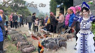 Chợ Phiên TÂY BẮC "VỠ TRẬN" - Dân "ÙN ÙN" kéo nhau xuống núi bán Đồ Rừng & Dược Liệu