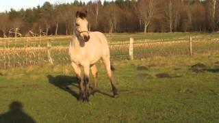 Twinstar Fenian Dun (4) Connemara Hengstfohlen Colt Foal