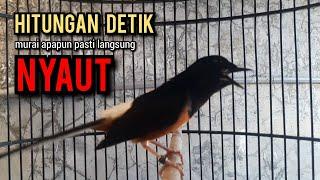 murai batu gacor AMPUH buat PANCINGAN murai batu agar bunyi JADIKAN burung murai gacor EMOSI