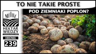 POD ZIEMNIAKI POPLON? TO NIE TAKIE PROSTE. | ODCINEK 239