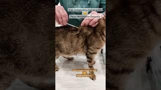 Как померять сахар коту Укол инсулина Фёдору  How to measure sugar for a cat Insulin shot for Fedor