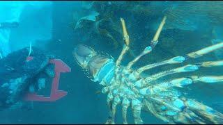 Diving in the Marlborough Sounds Catching Crayfish and Blue Moki