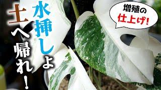 【簡単】水挿しで増やした観葉植物を用土植えにする方法【モンステラ】