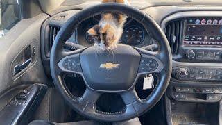 2016 Chevrolet Colorado 4x4 Z71 ASMR RELAXING CAT POV TEST DRIVE