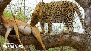 Stealthy Leopard Ambushes Impala and Drags it up Tree | Wildlife Icons 102