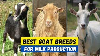 Top 10 Best Goat Breeds For Milk Production | Best goat For Milk & High Profit