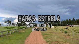 Team Roping - Haras Estrela 2024