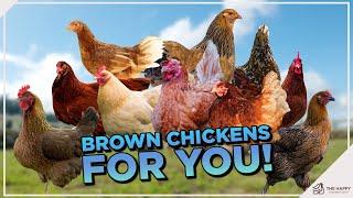 10 Popular Brown Chicken Breeds For You To Meet!